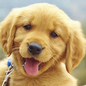 Meet your Posher, Deanna